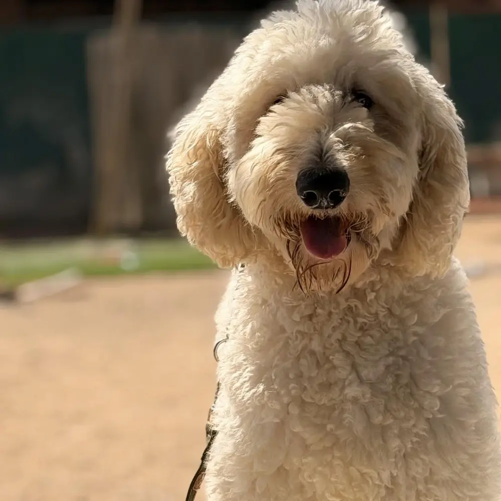 Moose, an adult male Labradoodle available for adoption