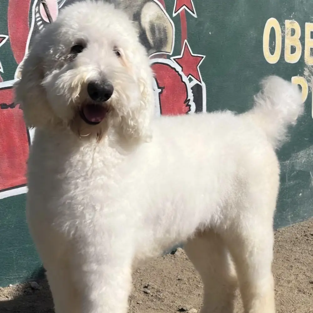 Moose, an adult male Labradoodle available for adoption