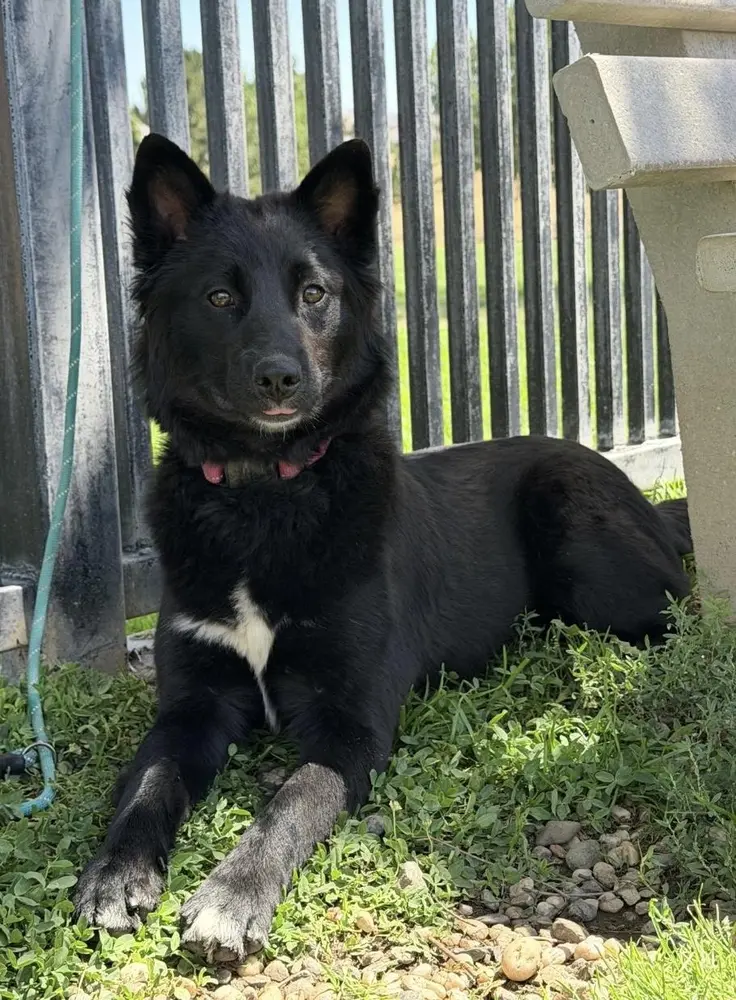 Nova, a young female Australian Shepherd & Border Collie available for adoption