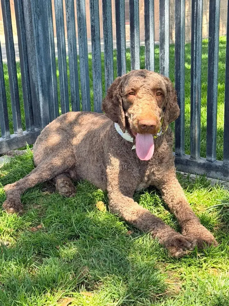 Paddington, a young male Labradoodle available for adoption