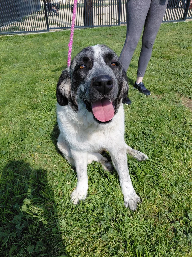 Prada, an adult female Great Pyrenees available for adoption